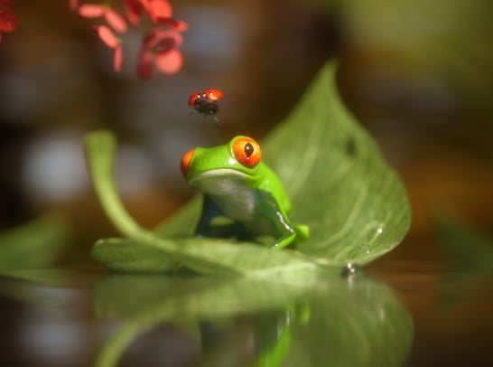 A red-eyed tree frog sits on a leaf in water, staring at a ladybug hovering above.
